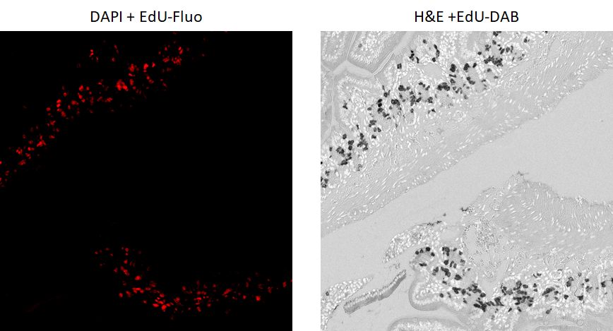 color-deconvolution.png